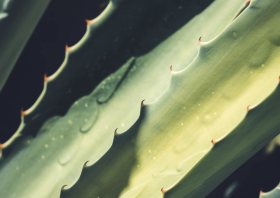 Aloe: Skin-Soothing Solution