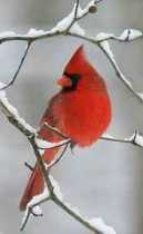 White Snow, Black Branch, Red Bird