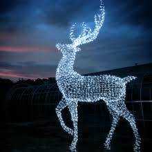 Stag of Light